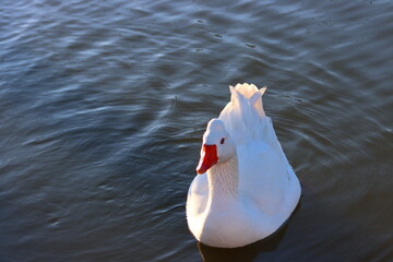 Solitary white goose floating on deep blue rippled water © Sharaine