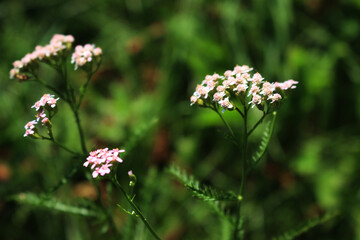 Close-up of white yarrow flowers in the meadow. Achillea millefolium wildflower in Italy on a sunny day © saratm