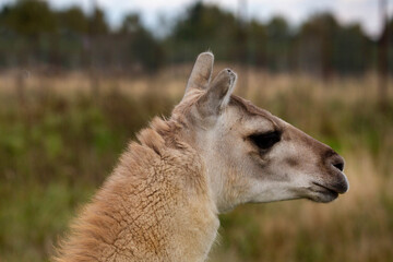 A guanaco llama on a forest background on a bright sunny day. Wildlife, mammals, predators. © Victor1153
