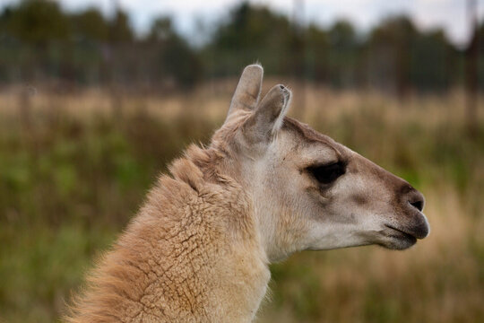 A guanaco llama on a forest background on a bright sunny day. Wildlife, mammals, predators.