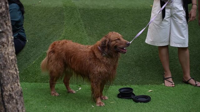 Wet golden retriever dog standing on artificial green grass with owner holding purple leash. Dog panting next to water bowl after swimming.