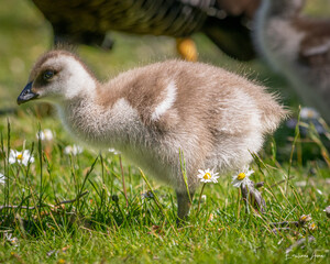 Close-up portrait of an Ashy-headed Goose chick (Chloephaga poliocephala) walking on grassland © emiaronaph