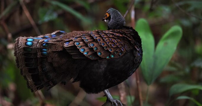 Bornean Peacock-Pheasant A Spectacle of Colors in the Heart of Borneo's Wilderness