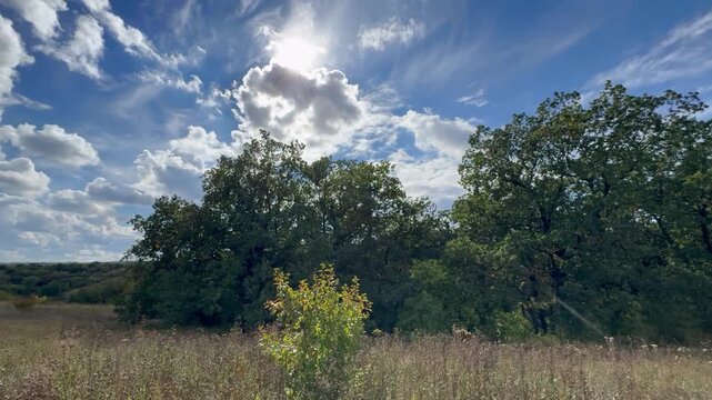 clouds over the forest