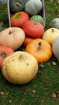 A variety of fresh pumpkins and winter squash arranged on a green lawn scattered with fallen autumn leaves