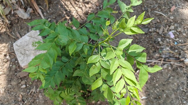 Curry plant in the garden. Also known as Bergera koenigii, Murraya koenigii, curry tree, curry bush or sweet neem.