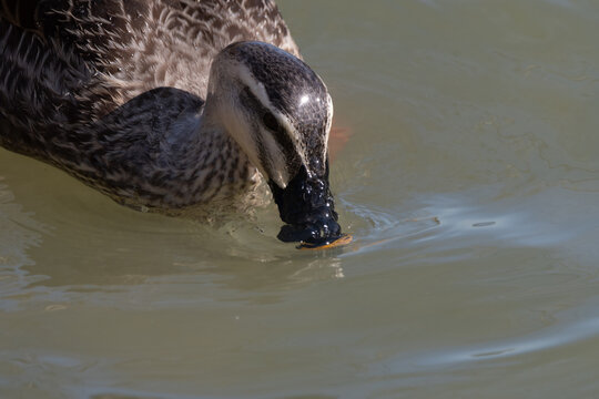 Spot billed duck swimming while dipping its beak into water in soft sunlight with copy space
