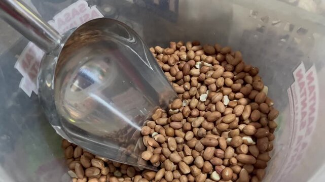 Close Up View of Raw Peanuts in Bulk Container with Metal Scoop