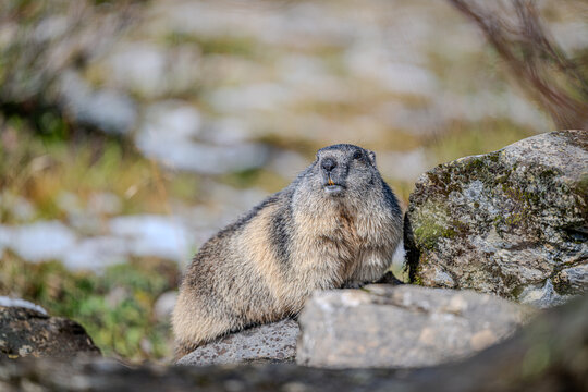 Marmots in the Austrian Alps