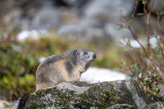 Marmots in the Austrian Alps
