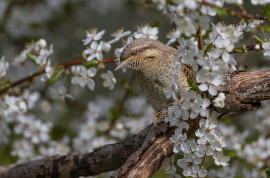 Eurasian Wryneck  - in spring at the garden