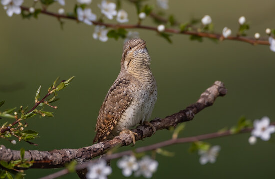 Eurasian Wryneck  - in spring at the garden