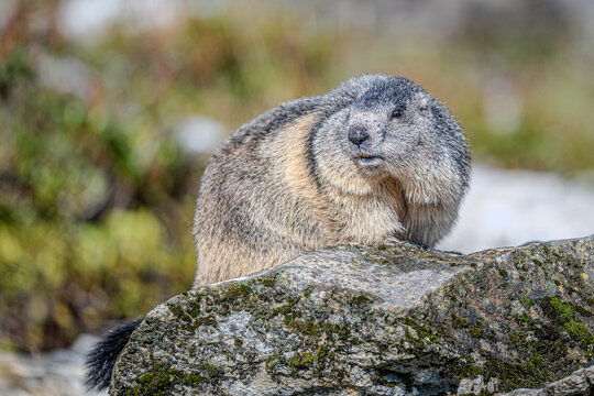 Marmots in the Austrian Alps