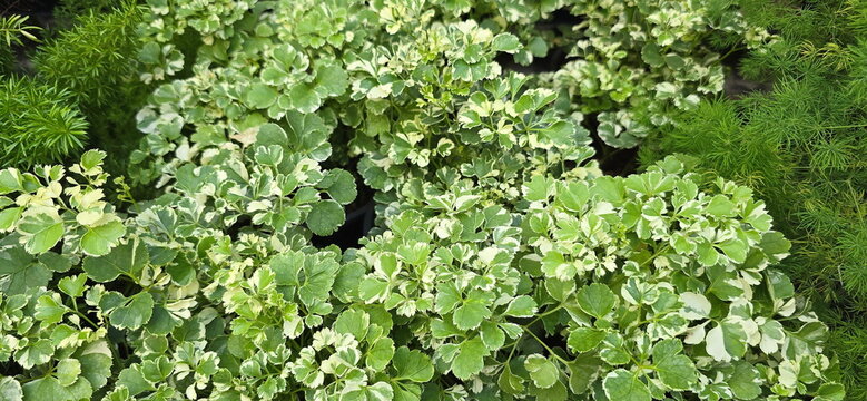 Polyscias guilfoylei. 'Celery' (Celery-leaved Panax) features finely serrated leaves resembling those of cilantro, with beautiful white or cream variegated margins. Striking green-and-white pattern.

