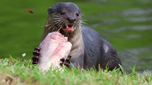 Wild otter eat fresh fish catch from a lake
