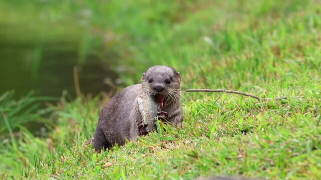 Wild otter eat fresh fish catch from a lake