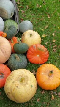 A variety of fresh pumpkins and winter squash arranged on a green lawn scattered with fallen autumn leaves