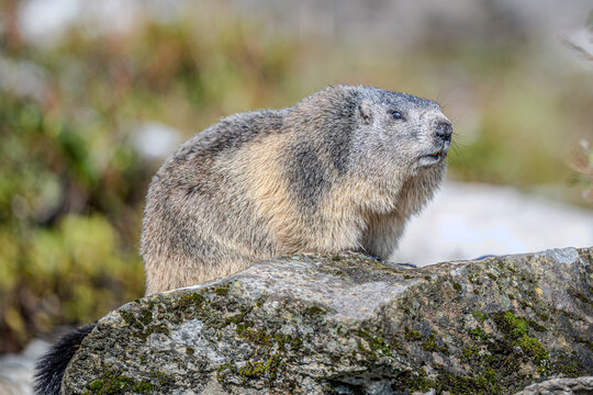 Marmots in the Austrian Alps