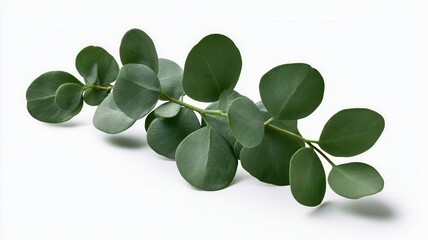 Obraz premium Eucalyptus branch with round green leaves representing natural beauty health and botanical wellness on white background