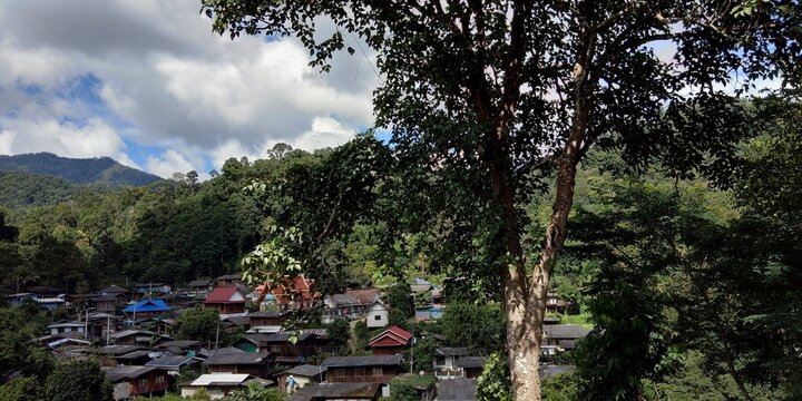 time lapse clip of trees