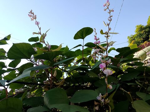 The koro beans are currently flowering