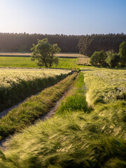 Obraz premium Summer agricultural landscape with path through grain fields