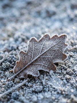 Brown oak leaf covered in white frost lying on frozen ground during winter