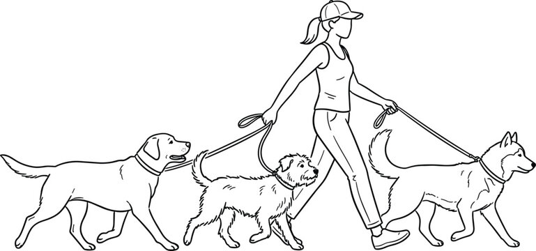 Woman walking three dogs on leashes line art vector pet walker service domestic animals outdoor exercise.