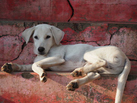 white Indian pariah puppy resting on pink steps looking at camera