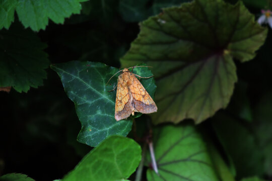 Pyrrhia umbra, the bordered sallow moth on a green ivy leaf. Noctuidae family