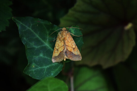 Pyrrhia umbra, the bordered sallow moth on a green ivy leaf. Noctuidae family