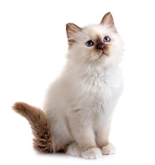 birman kitten in studio © cynoclub