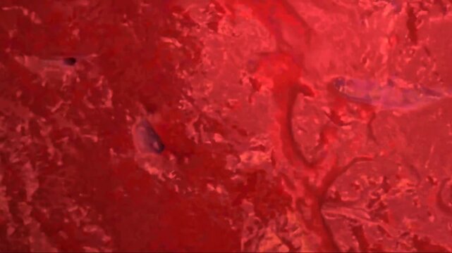Animal cell structure showing the nucleus, mitochondria, membrane, cytoplasm, and major organelles.
