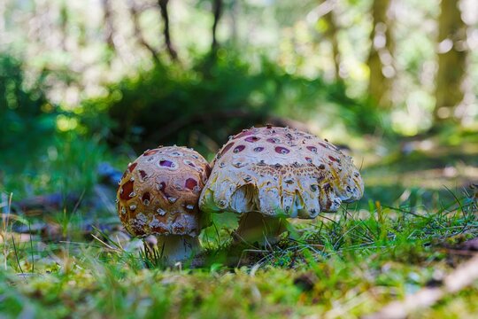 Fliegenpilze &ndash; zwei miteinander verwachsene Fruchtk&ouml;rper im Wald, detailreiche Makroaufnahme eines mystischen Naturwunders ihrer Farbigkeit, mit r&ouml;tlichem Hut und wei&szlig;en Warzen, Symbol des Herbstes