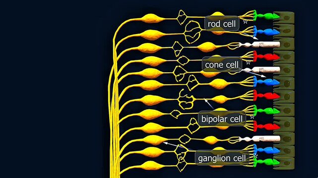 Light passes through retinal layers to reach rods and cones, where it is converted into neural signals.