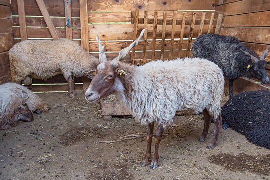 Racka sheep standing in a wooden barn with other sheep. Livestock living in farm stable, showing agriculture and animal husbandry