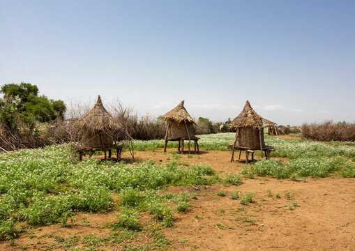 Toposa granaries on stilts in a flowering field, Kibish, Ethiopia