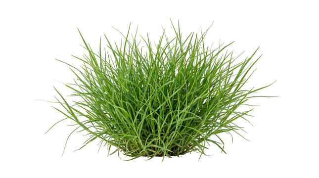 Fresh Green Bermuda Grass Clump Isolated On Transparent Background For Lawn Care Concepts Landscaping Designs Garden Nature Themes Eco Friendly Graphics And Spring Organic Art