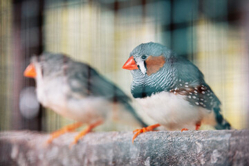 Fototapeta premium Zebra finch birds resting in captivity, showing patterns on their feathers and bright orange beaks behind cage wires