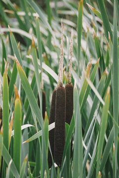 Cattail plants thriving in a natural marsh, showcasing their distinct brown spikes and long green leaves