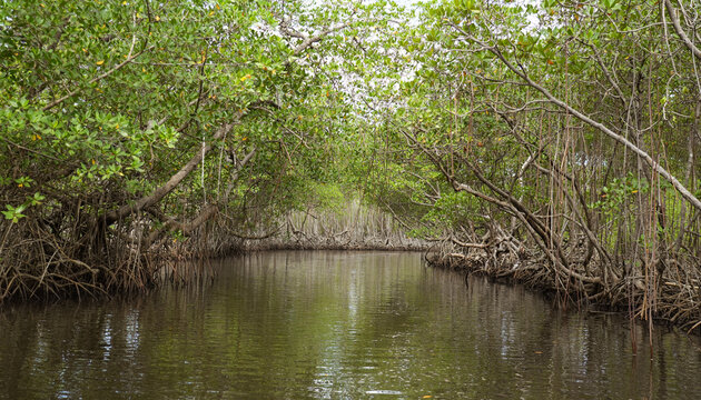 Mangrove trees lining a calm narrow waterway in Los Haitises National Park