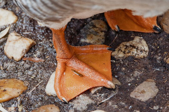 Close up of a webbed foot with orange skin and black claws, resting on the ground with another foot visible nearby