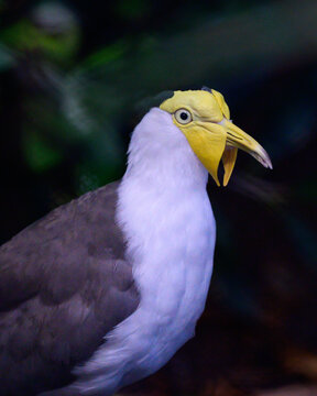 yellow billed bird