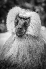 Obraz premium portrait of baboon