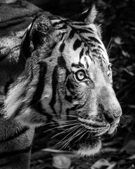 close up of a tiger © VictoriaGPhoto