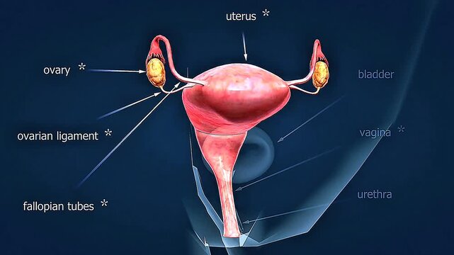 Female internal reproductive anatomy showing the uterus, ovaries, fallopian tubes, cervix, and vagina.