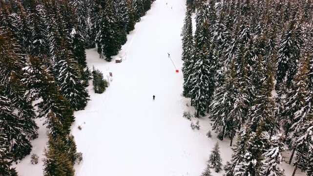 Skiers on a groomed run between tall pine trees, Bulgaria. Race gates and a marker flag line the narrow snow corridor through dense forest.