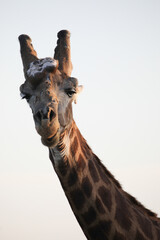 Giraffe with cancerous growth on its head eating tree leaves © John