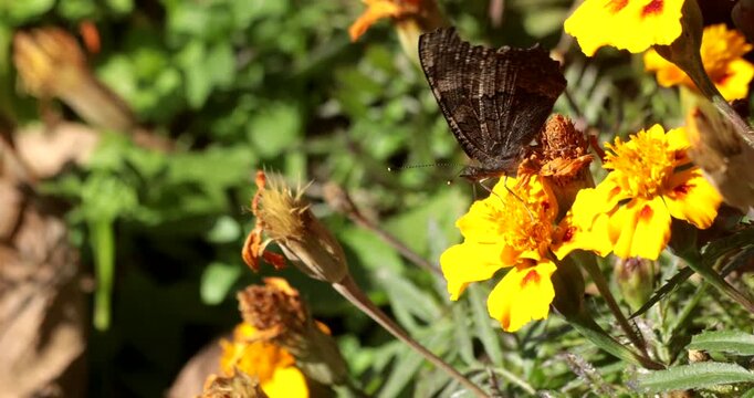 A mountain tortoiseshell butterfly feeding on nectar from bright yellow marigold flowers during autumn in Nainital