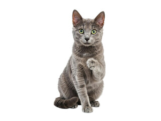Fototapeta premium Russian blue cat sitting and raising a paw isolated on transparent background